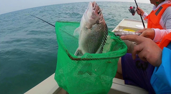 海钓鲻鱼绝招(海钓鲻鱼的技巧及饵料配方转) 海钓鲻鱼绝招(海钓鲻鱼的技巧及饵料配方转)