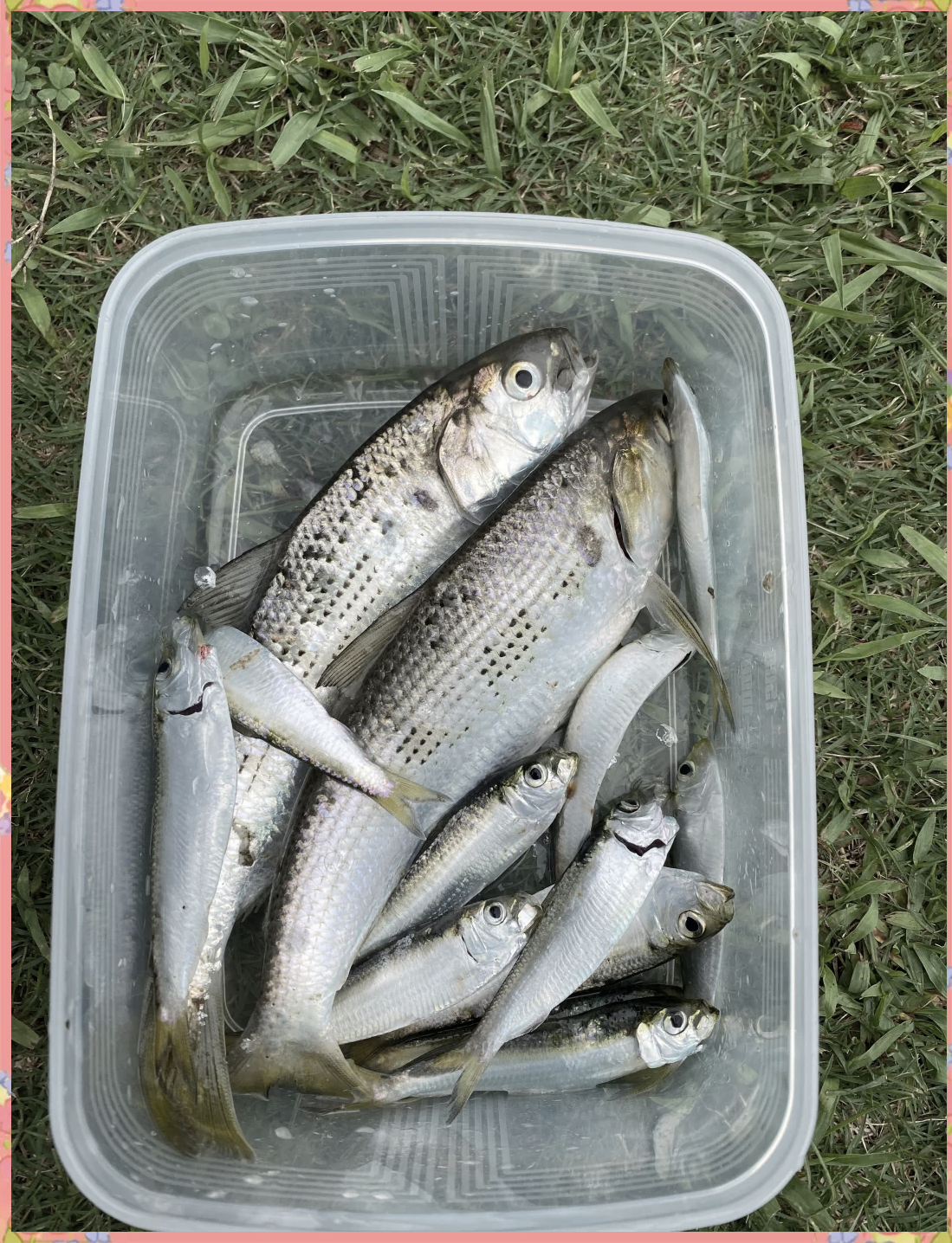 奉化牡蛎排海钓(牡蛎礁退化的危害) 奉化牡蛎排海钓(牡蛎礁退化的危害)