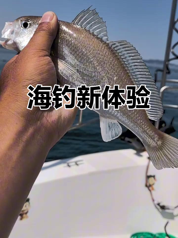 海钓白米鱼(海钓白米鱼用虾肉行吗?) 海钓白米鱼(海钓白米鱼用虾肉行吗?)