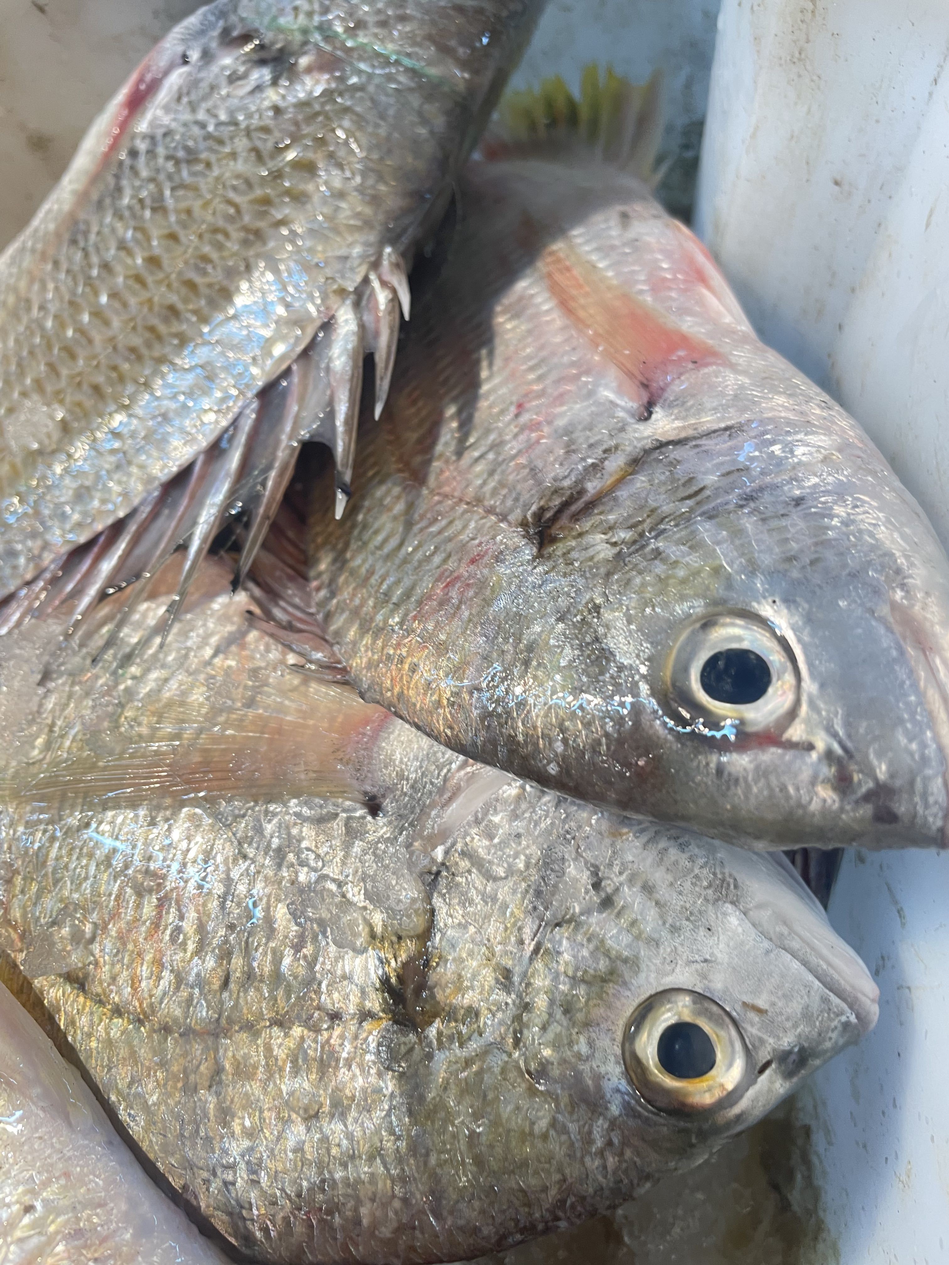 海钓白米鱼(海钓白米鱼用虾肉行吗?) 海钓白米鱼(海钓白米鱼用虾肉行吗?)