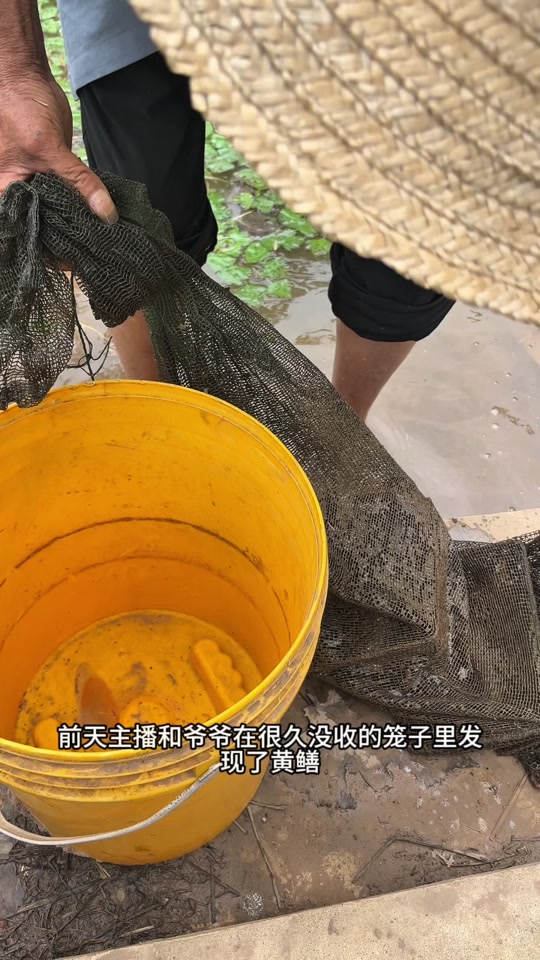 钓井里黄鳝技巧(钓黄鳝视频 稻田 鱼塘) 钓井里黄鳝技巧(钓黄鳝视频 稻田 鱼塘)