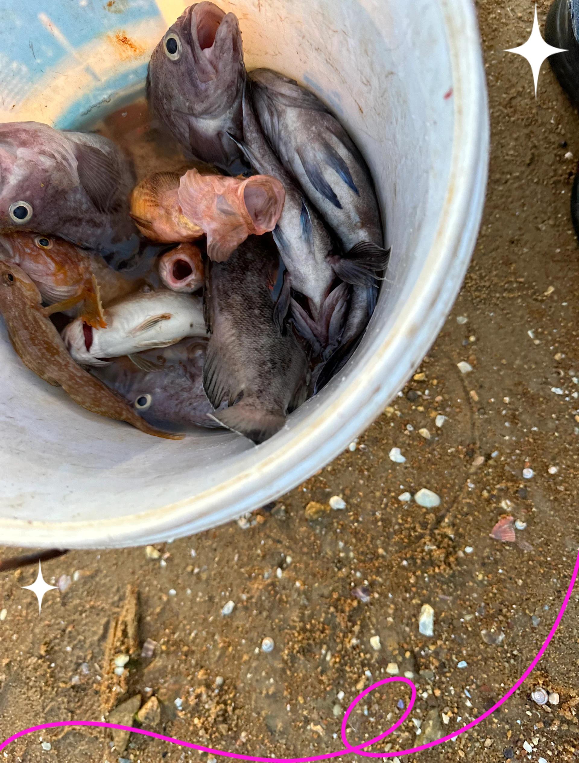 大亚湾海钓免费钓点(大亚湾海钓免费钓点推荐) 大亚湾海钓免费钓点(大亚湾海钓免费钓点推荐)