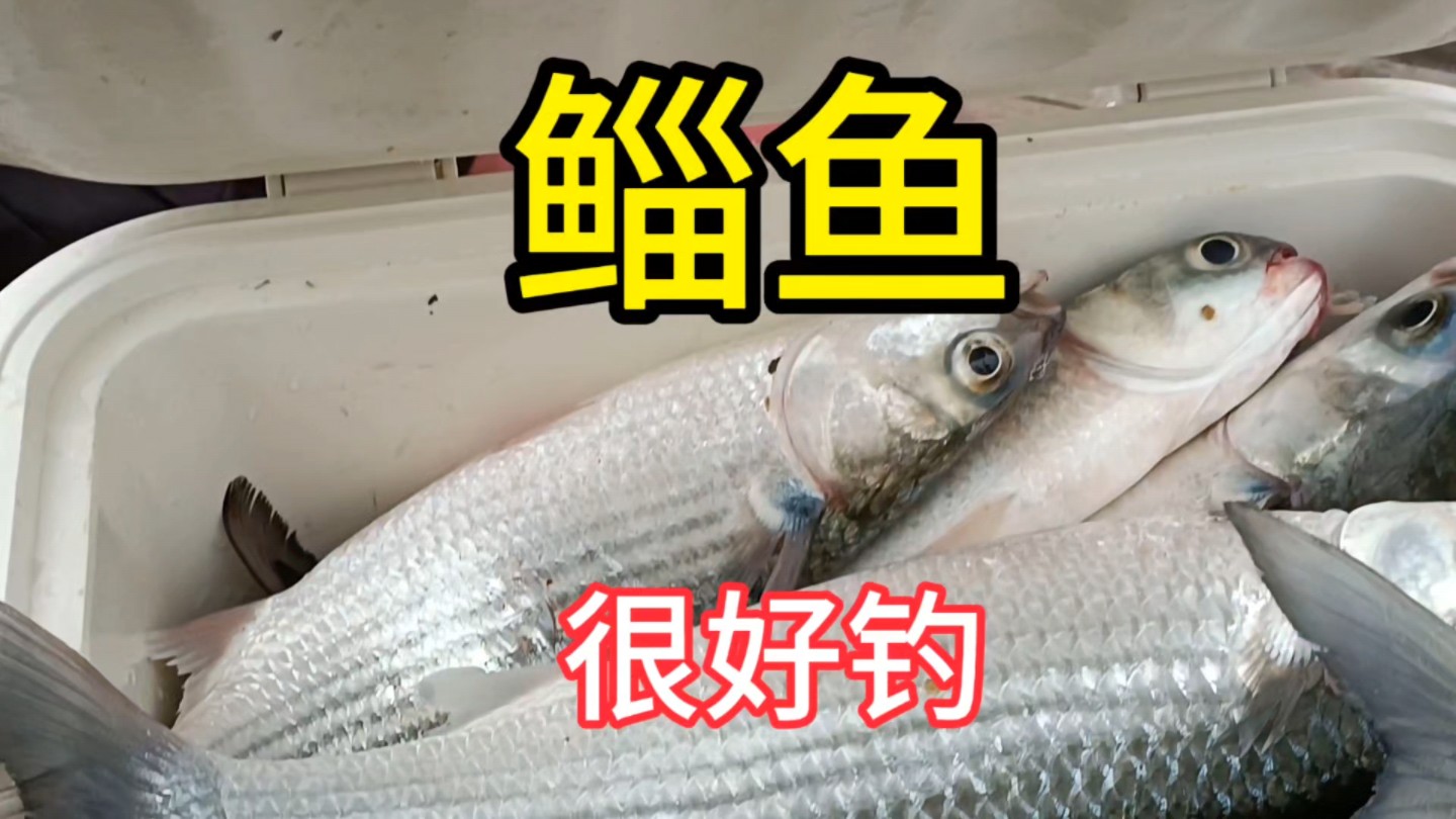 珠海钓爆箱(珠海钓鱼视频) 珠海钓爆箱(珠海钓鱼视频)