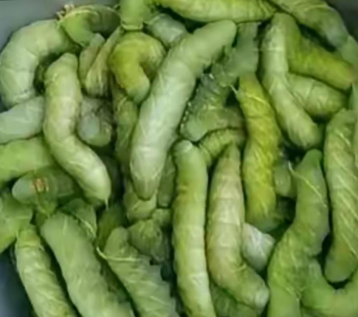 抓豆虫的技巧(用豆子抓阄的办法)