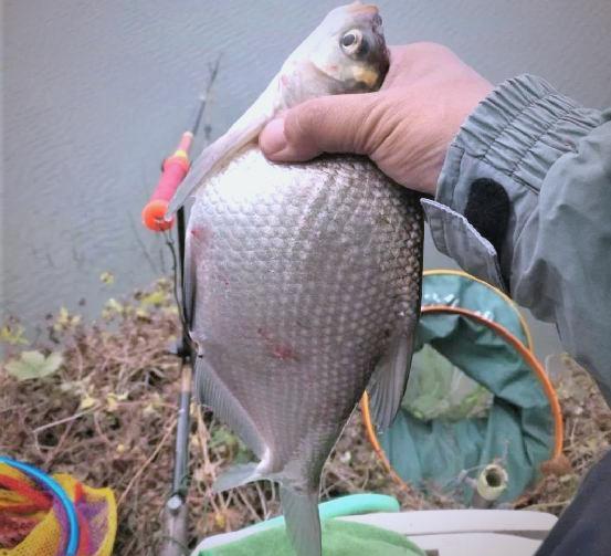 夏季鳊鱼垂钓技巧(夏季鳊鱼怎么钓用什么饵料) 夏季鳊鱼垂钓技巧(夏季鳊鱼怎么钓用什么饵料)