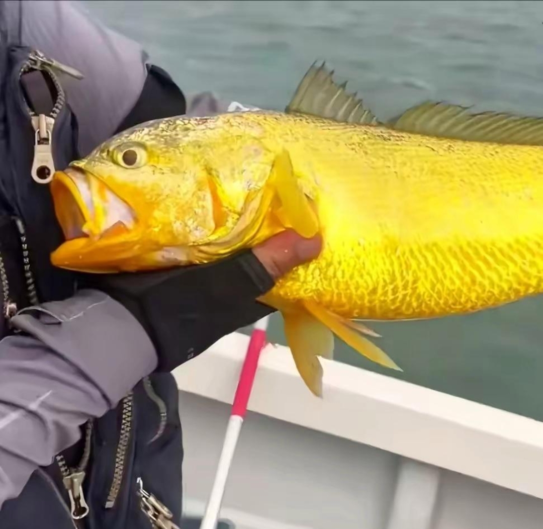 海钓手感最好的鱼(海钓手感最好的鱼竿)