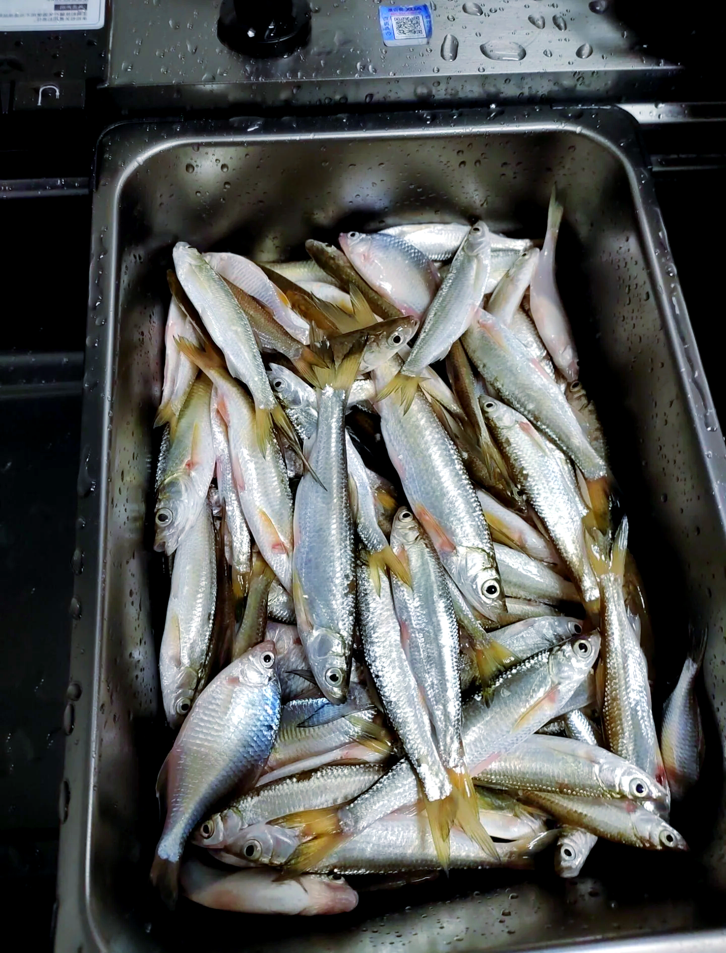 春季水库钓黄尾鱼技巧(水库钓黄尾鱼技巧讲解视频) 春季水库钓黄尾鱼技巧(水库钓黄尾鱼技巧讲解视频)