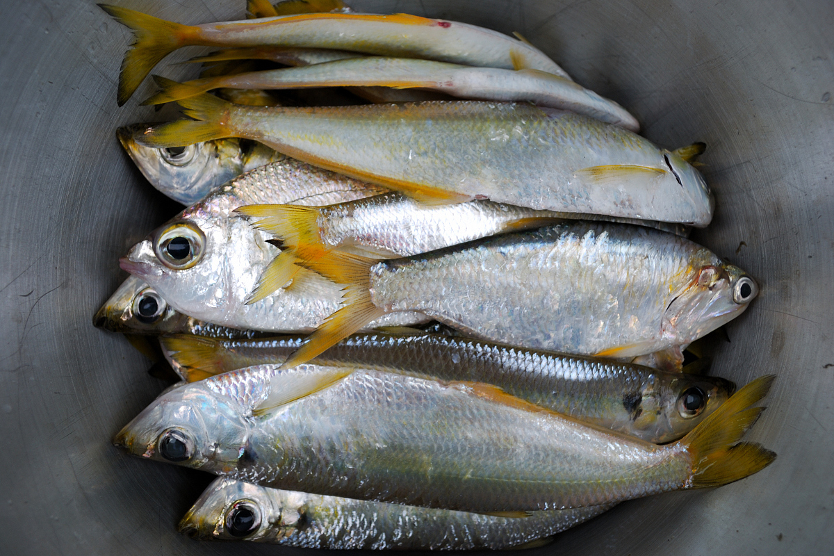春季水库钓黄尾鱼技巧(水库钓黄尾鱼技巧讲解视频) 春季水库钓黄尾鱼技巧(水库钓黄尾鱼技巧讲解视频)