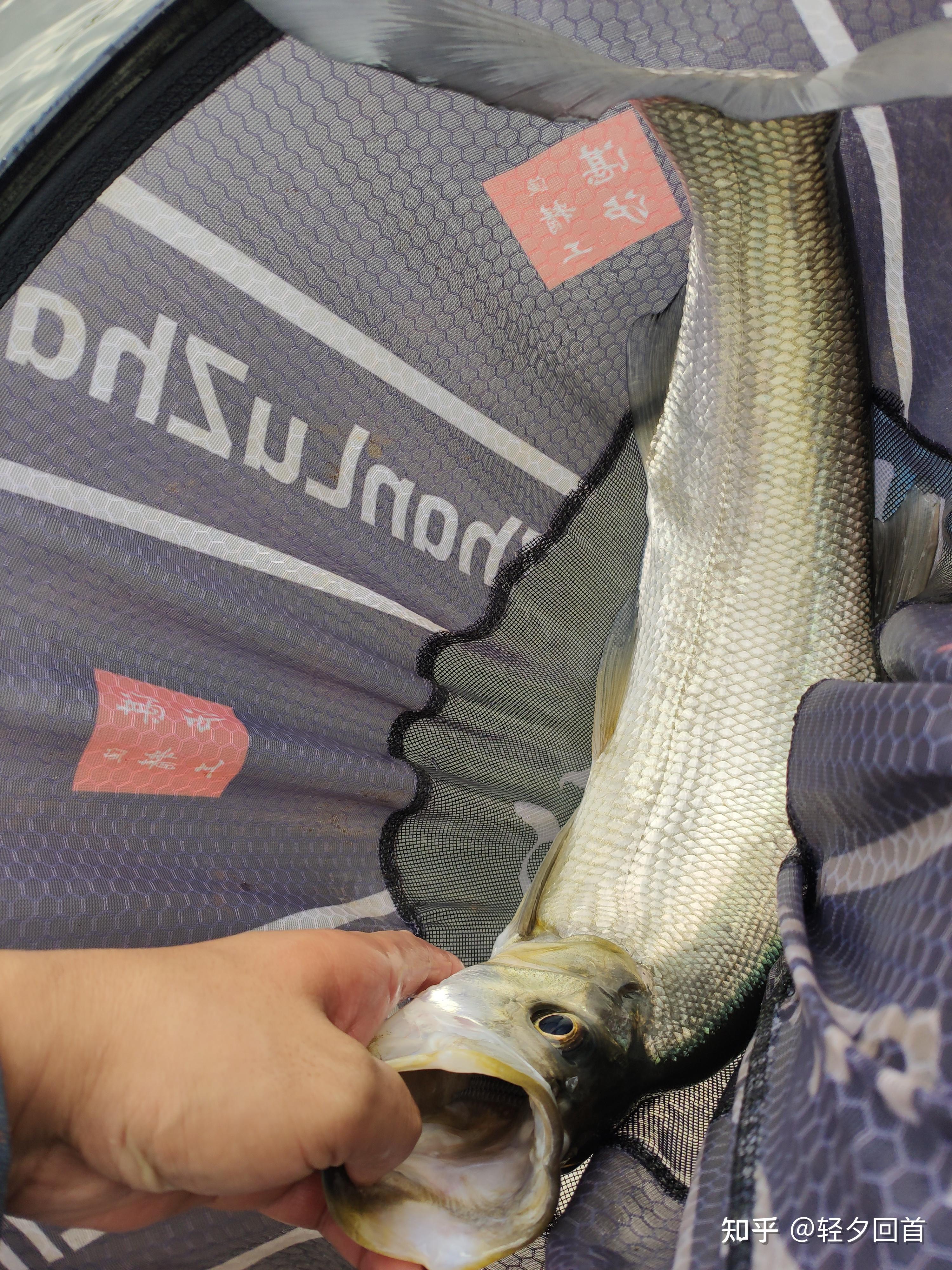 正确杨竿技巧(钓鱼杨竿动作视频) 正确杨竿技巧(钓鱼杨竿动作视频)