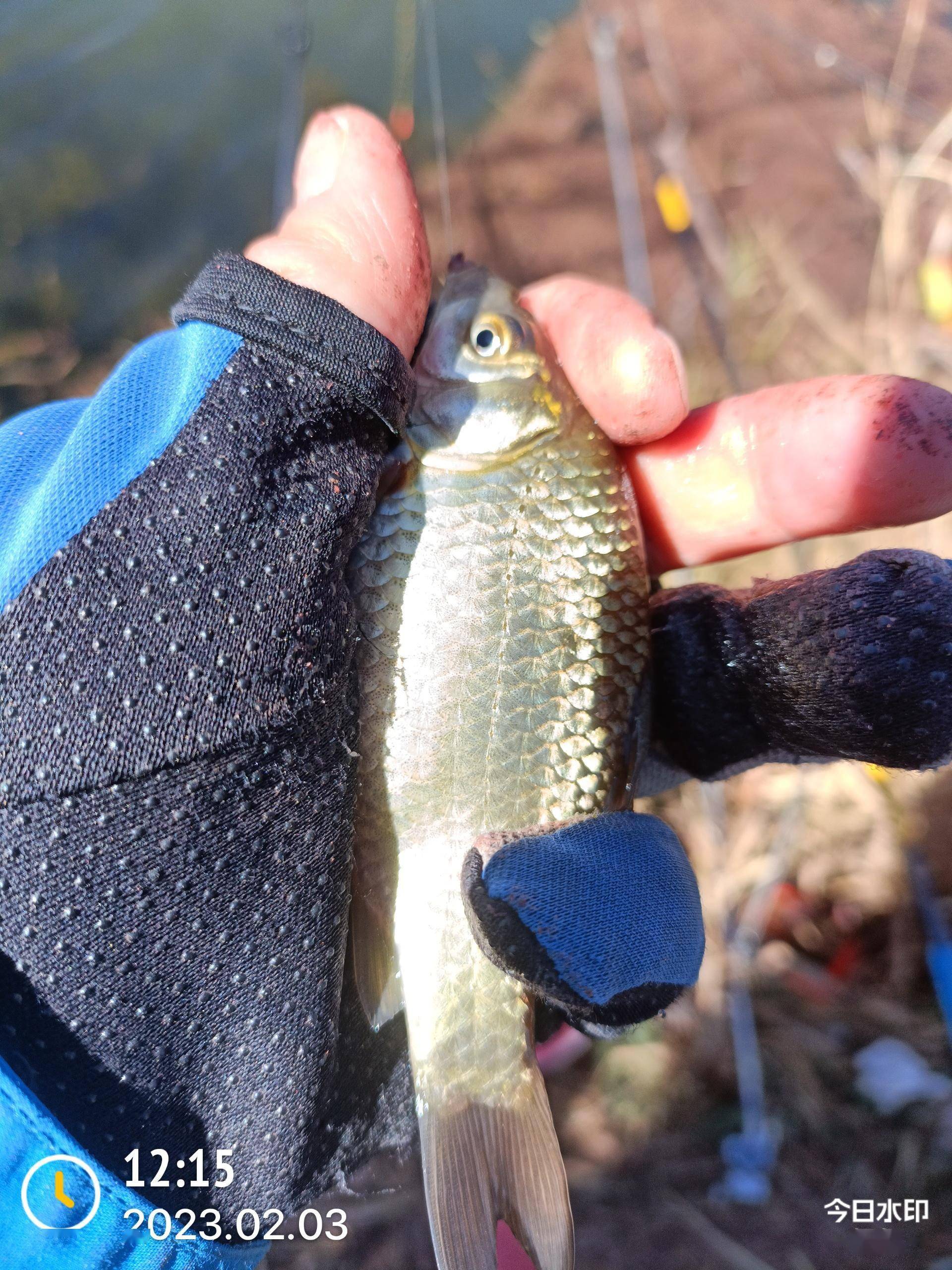 包食钓技巧(包食钓法的利与弊)