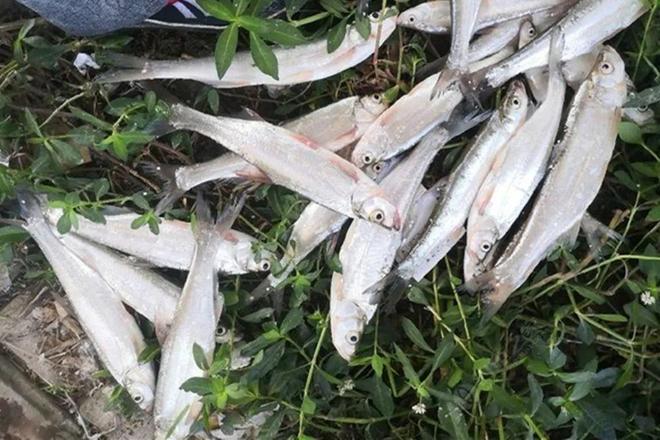 包食钓技巧(包食钓法的利与弊)