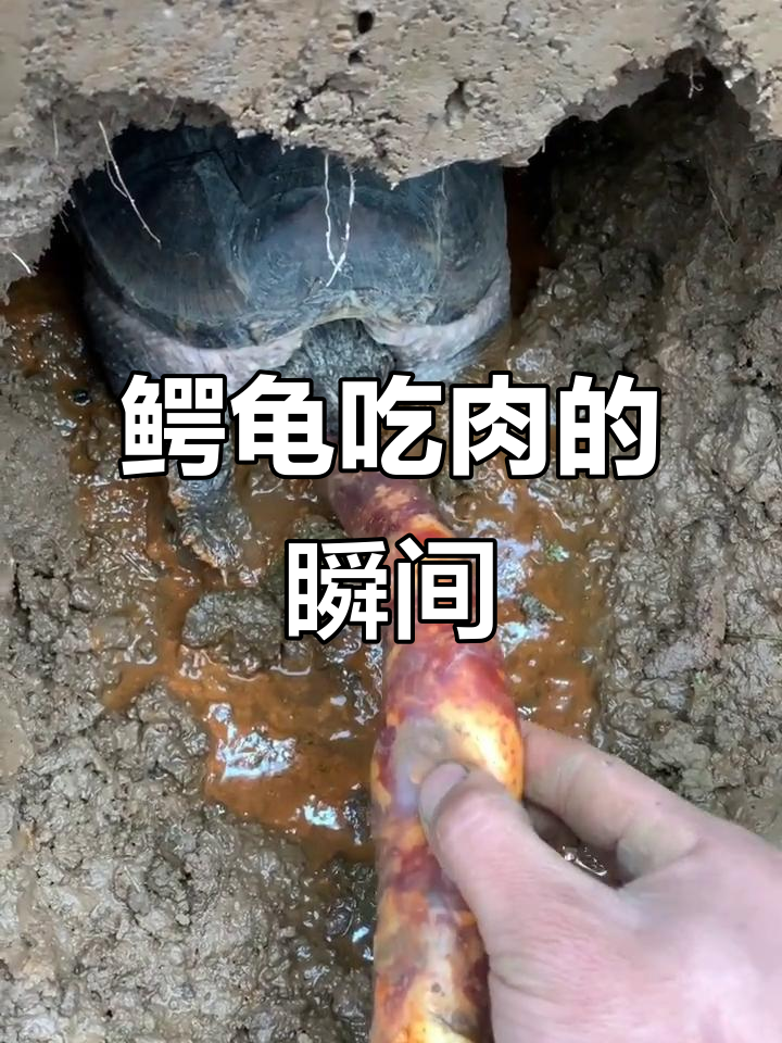 路亚鳄龟(路亚鳄鱼图片)