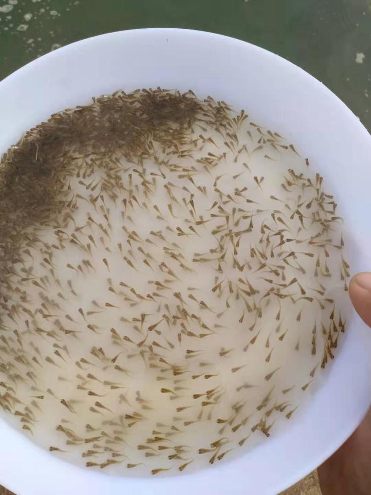 桂花鱼饵料(桂花鱼最爱吃的饵料)