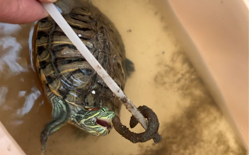 渔具店蚯蚓喂龟(蚯蚓喂乌龟需要剁碎吗)