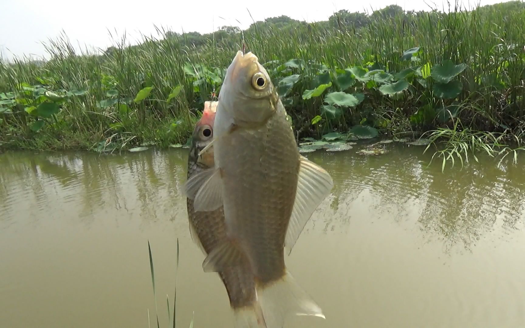 深秋荷叶塘钓鱼技巧(深秋荷叶塘钓鱼技巧图解) 深秋荷叶塘钓鱼技巧(深秋荷叶塘钓鱼技巧图解)