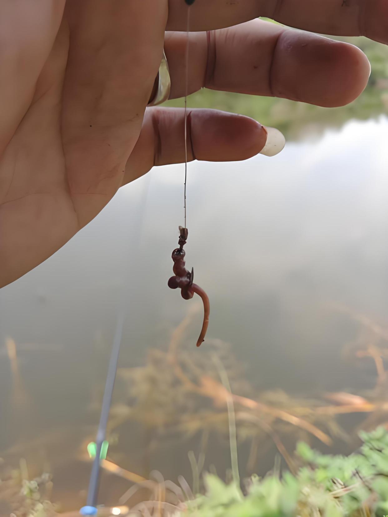 江边用蚯蚓钓鱼技巧(江边用蚯蚓钓鱼技巧和方法)