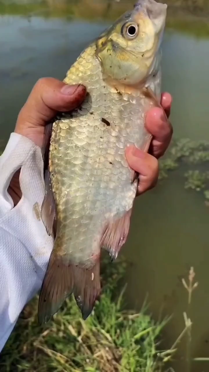 惊蛰前后钓鱼夜钓技巧(惊蛰过后钓鱼饵料搭配技巧) 惊蛰前后钓鱼夜钓技巧(惊蛰过后钓鱼饵料搭配技巧)