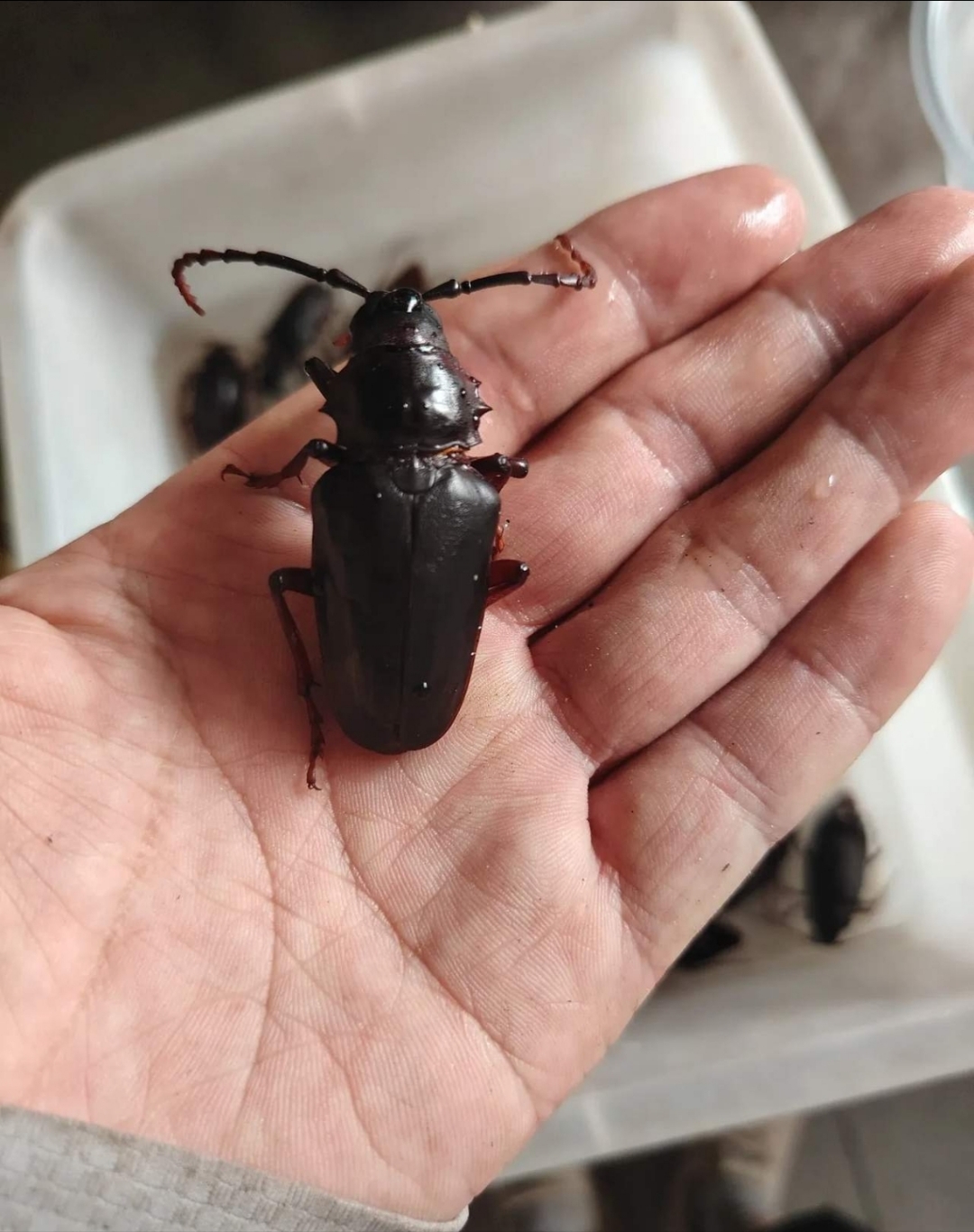 路亚雷虫(路亚雷虫钢珠怎么用)