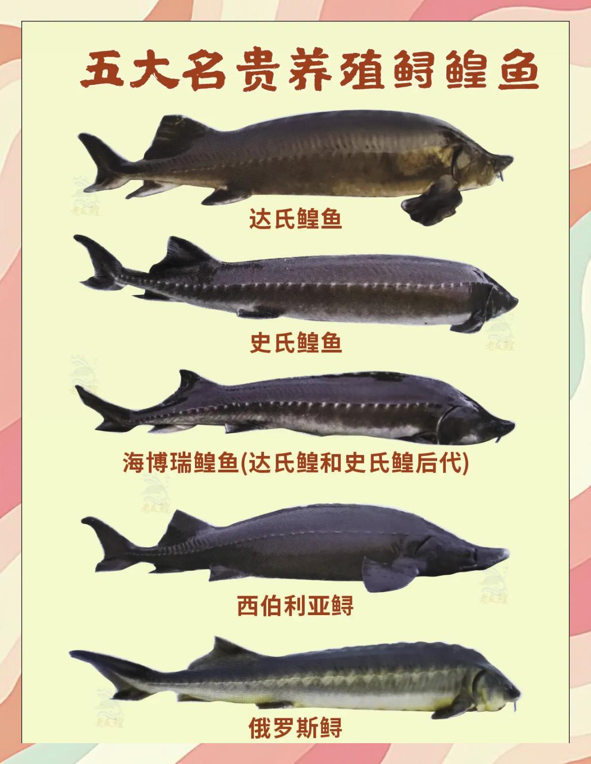 四海钓鱼鲟鱼(四海钓鱼鲟鱼图片)