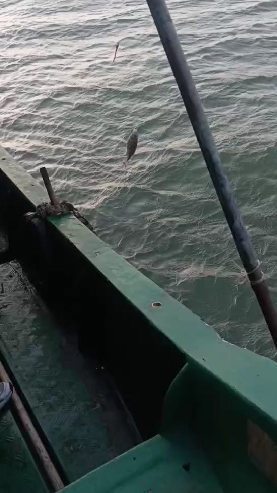 厦门哪里可以租船海钓(厦门哪里可以租船出海钓鱼) 厦门哪里可以租船海钓(厦门哪里可以租船出海钓鱼)