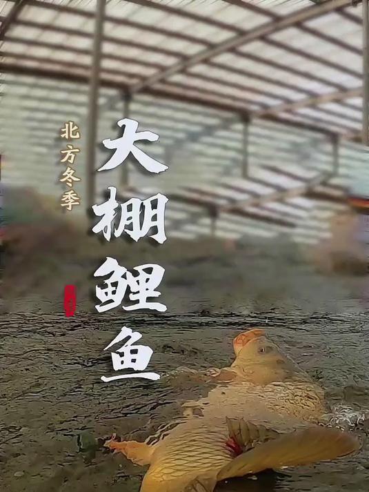 钓大棚技巧(钓鱼大棚高度标准和费用) 钓大棚技巧(钓鱼大棚高度标准和费用)