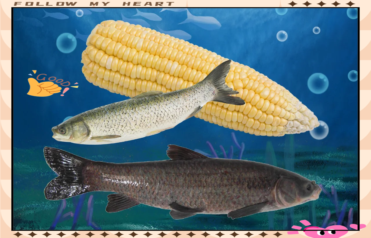 秋钓黑坑青鱼技巧(秋钓黑坑青鱼技巧视频)