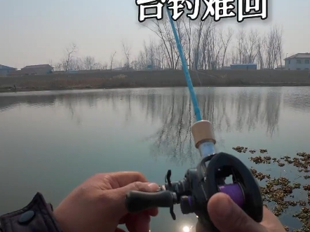 路亚鲫(路亚鲫鱼) 路亚鲫(路亚鲫鱼)