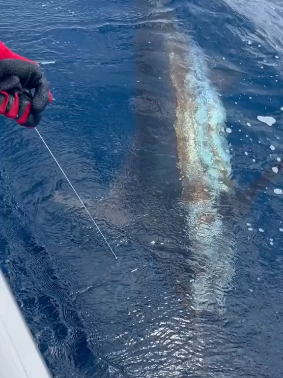 小芳户外路亚海钓(用路亚在海边钓鱼的视频)