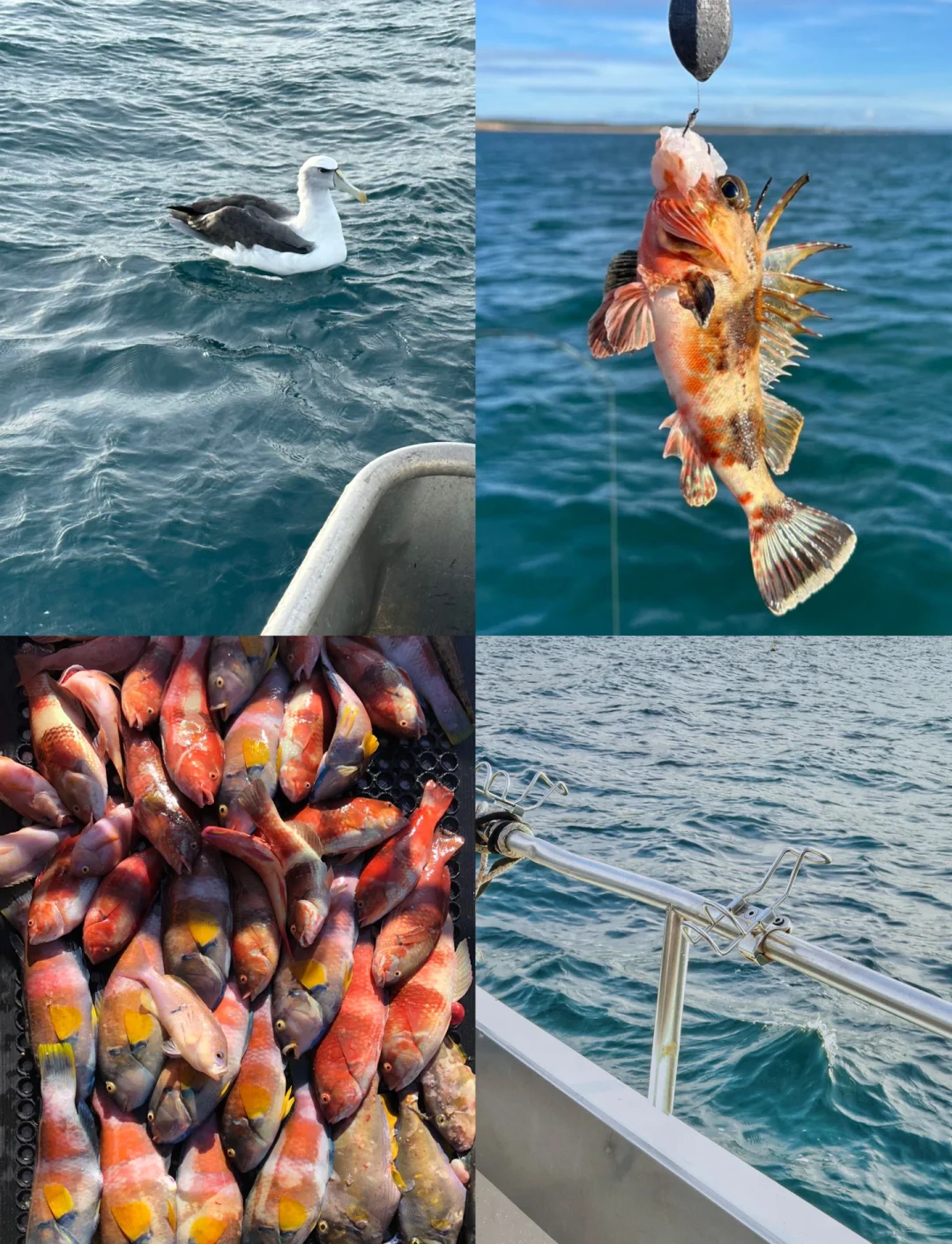 福建泉州海钓方便吗(泉州海钓哪里适合钓鱼的地方)