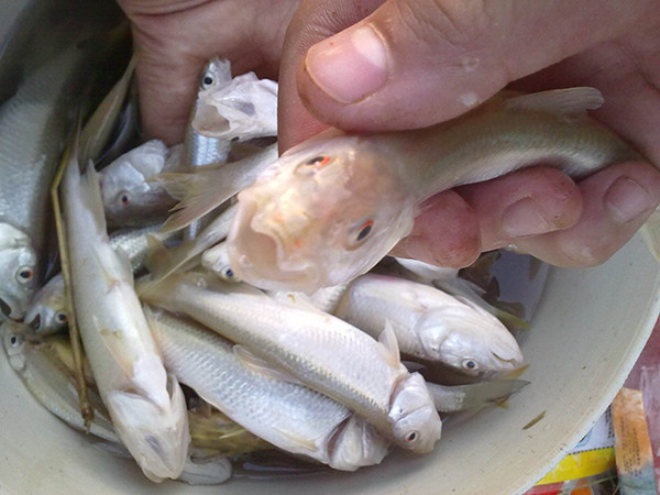 四海钓鱼插曲(四海钓鱼插曲叫什么) 四海钓鱼插曲(四海钓鱼插曲叫什么)