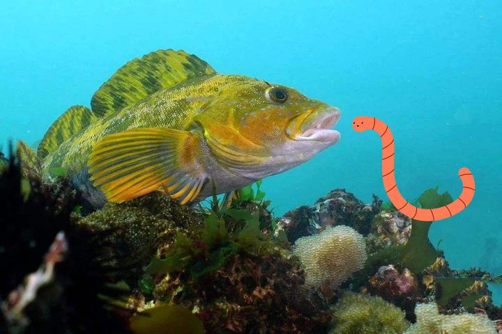 海钓红虫养殖场(海钓红虫多少钱一斤) 海钓红虫养殖场(海钓红虫多少钱一斤)