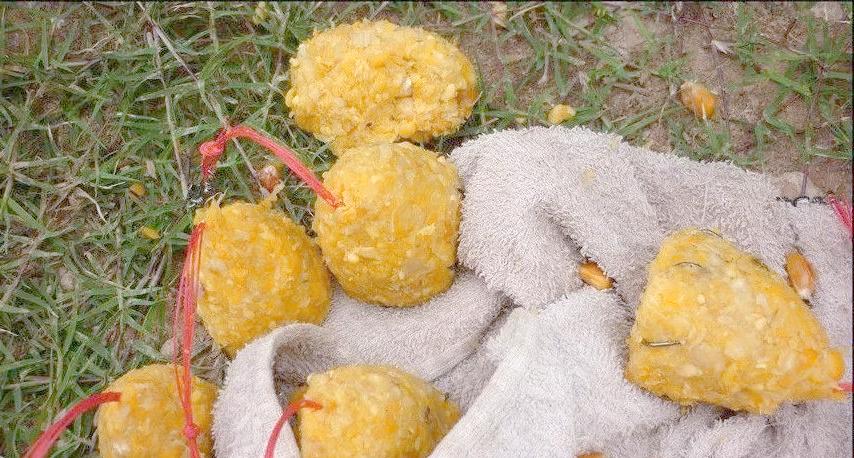 玉米粉怎样做饵料(玉米粉怎么做饵料钓什么鱼)