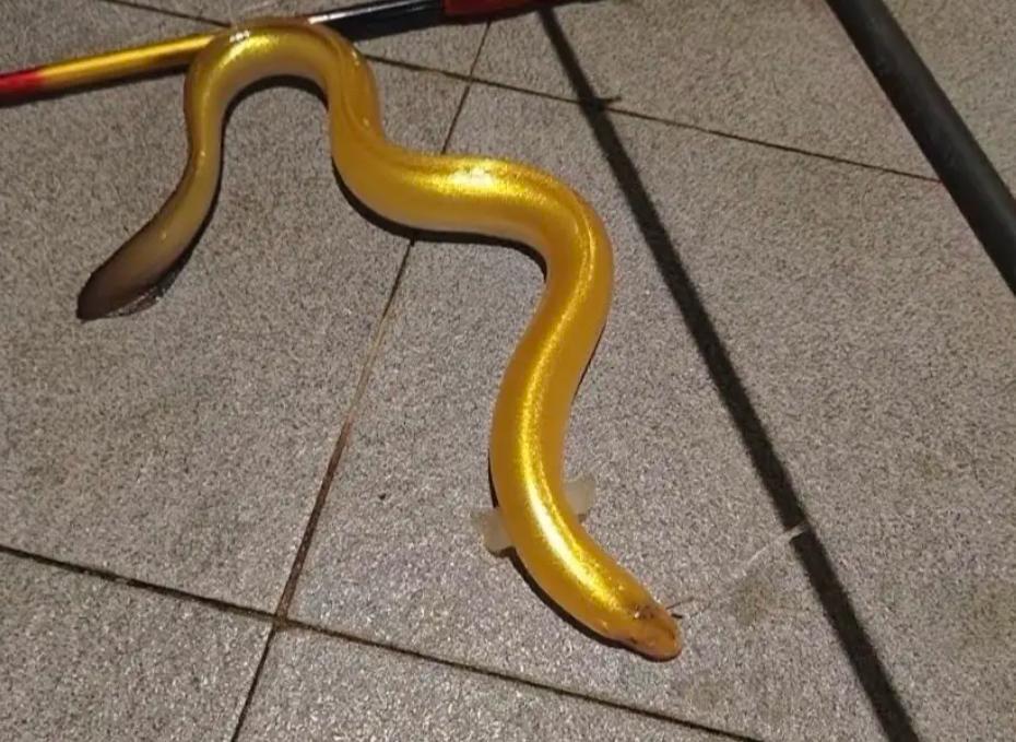 路亚钓海鳗(海钓鳗鱼绝招和线组)