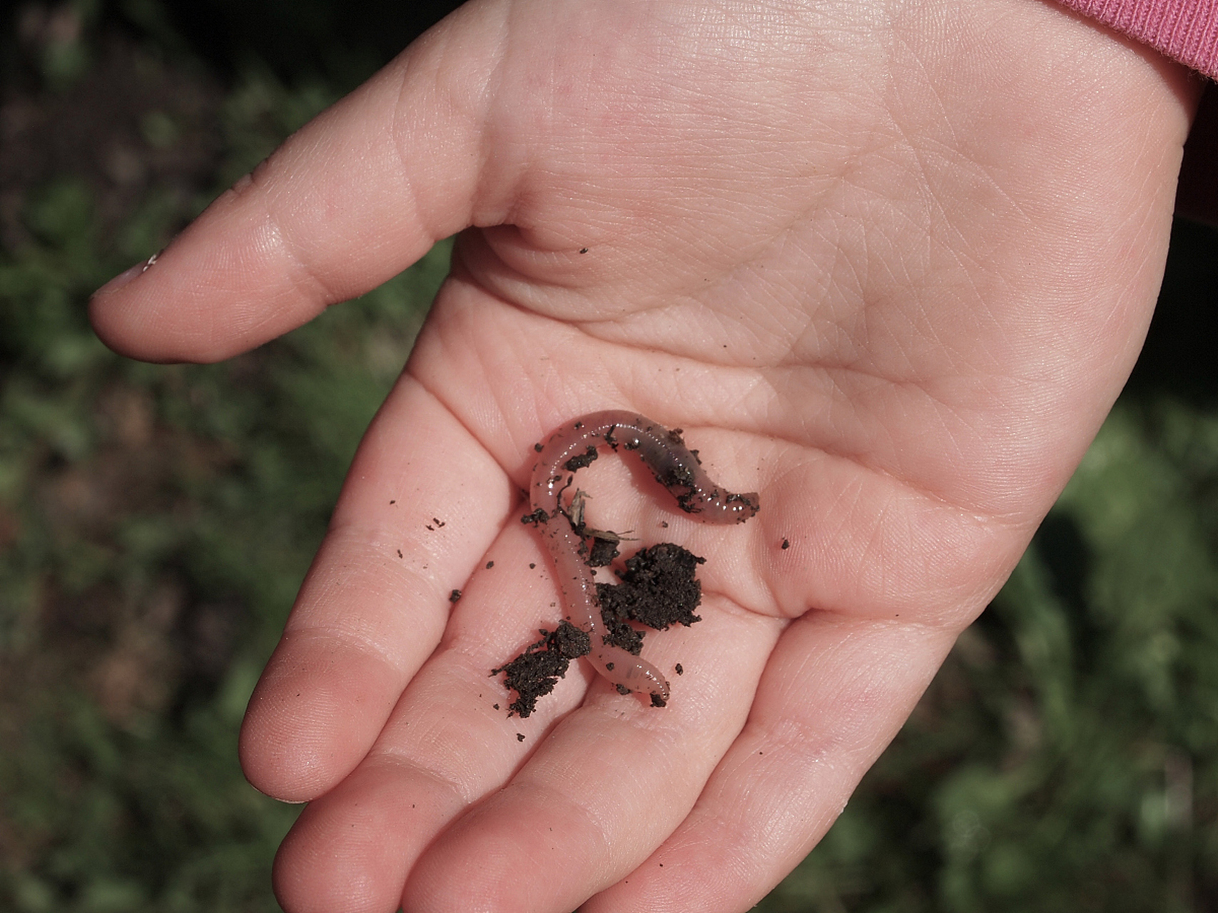 无倒刺挂虫饵技巧(无倒刺钩钓鱼注意事项)