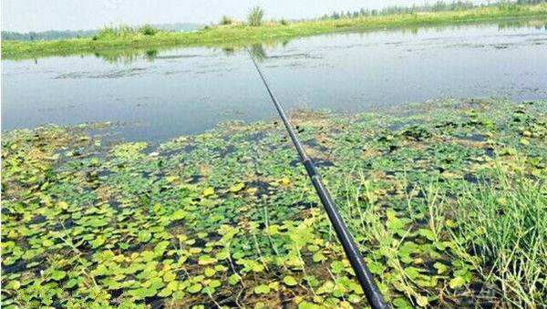 野钓技巧之抖灰面(抖灰面钓法光头老杨)