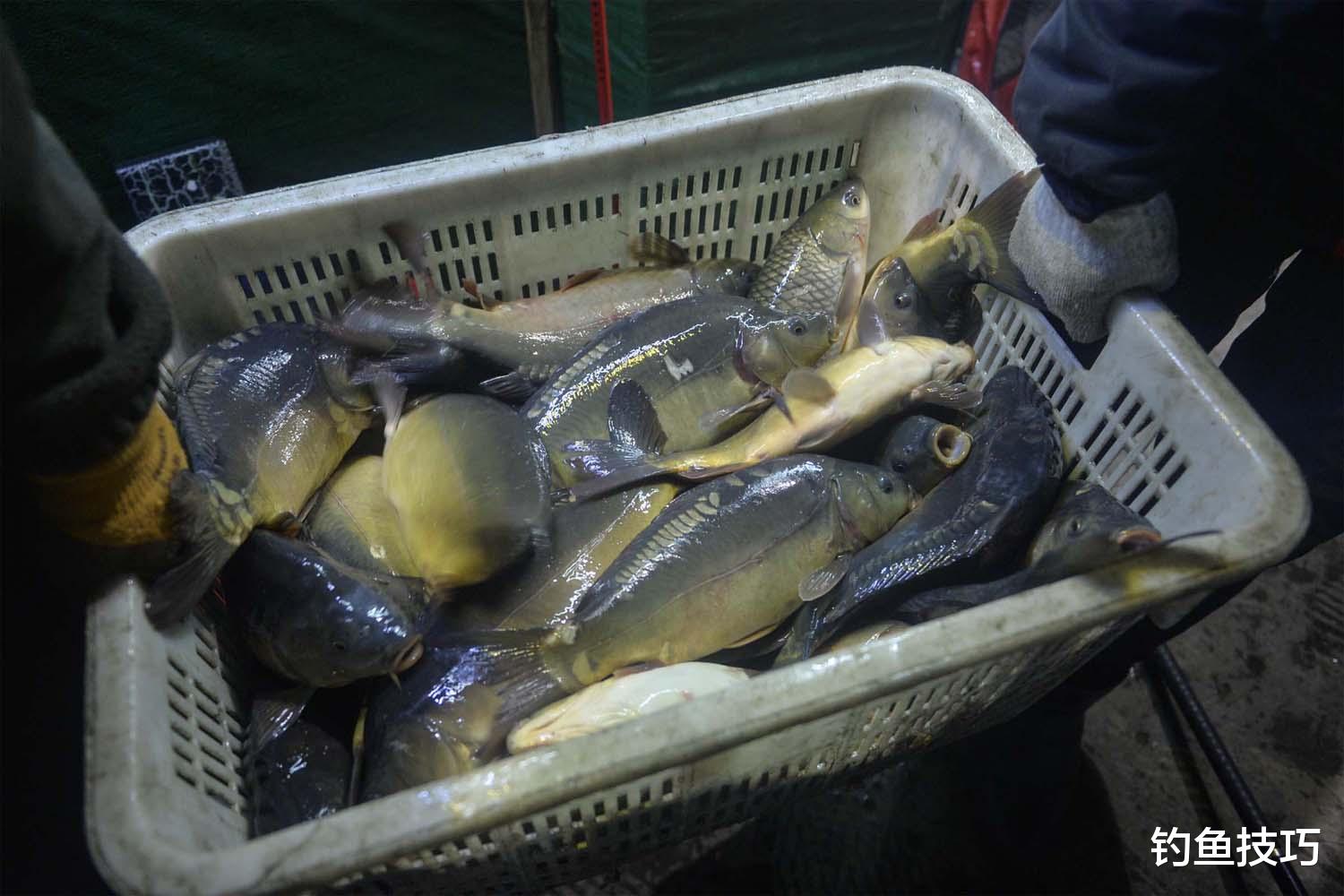 夏天黑坑夜钓鲤鱼技巧(黑坑夜钓鲤鱼钓底还是钓浮) 夏天黑坑夜钓鲤鱼技巧(黑坑夜钓鲤鱼钓底还是钓浮)