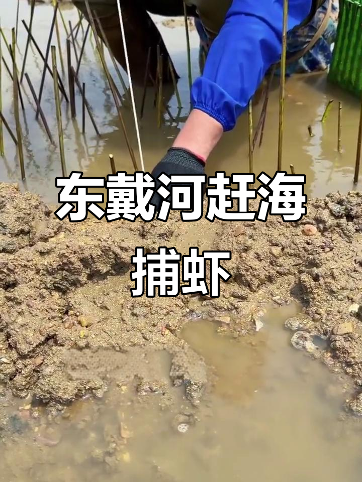 民间小虾钓鱼的技巧(民间小虾钓鱼的技巧图解)