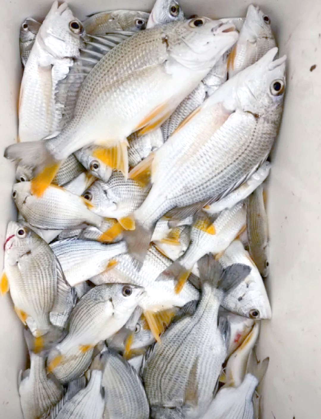 浮游海钓黑鲷(海钓黑鲷什么潮水好钓)