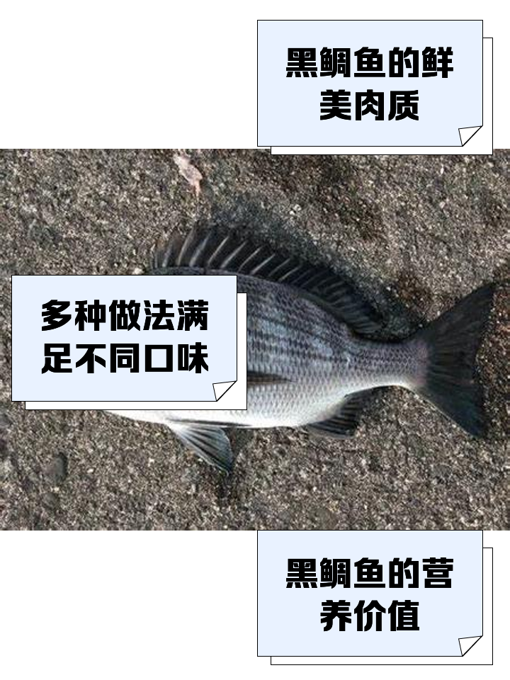 海钓黑鲷窝配制(钓海鱼用什么鱼饵)