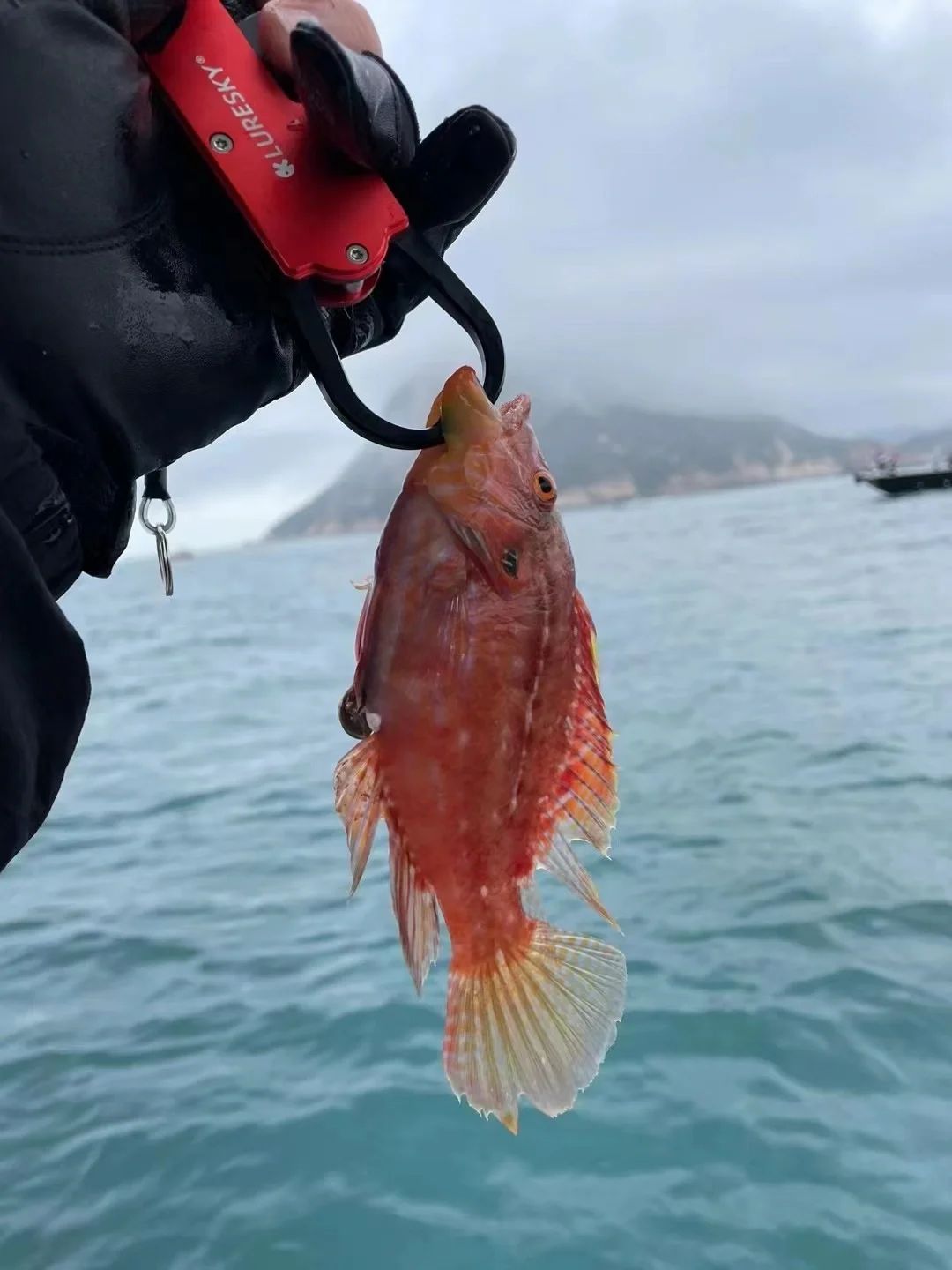 外伶仃岛秋季海钓(外伶仃岛钓鱼怎么租鱼竿)