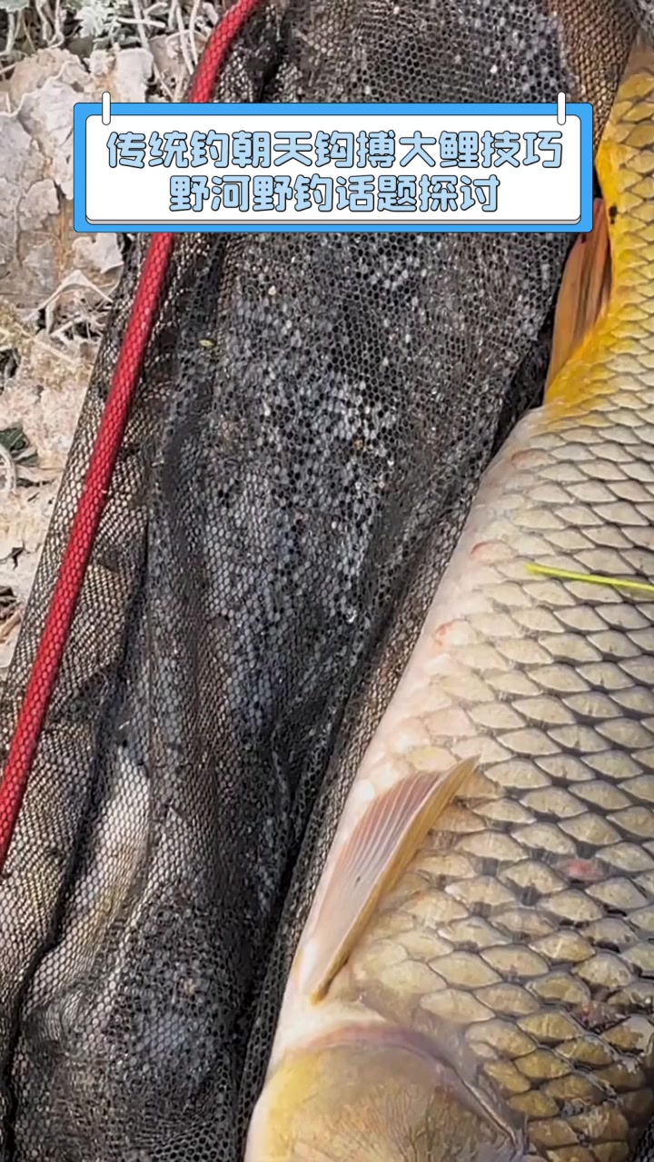 野河传统钓鲤鱼技巧(野河钓鲤鱼最好的钓法) 野河传统钓鲤鱼技巧(野河钓鲤鱼最好的钓法)