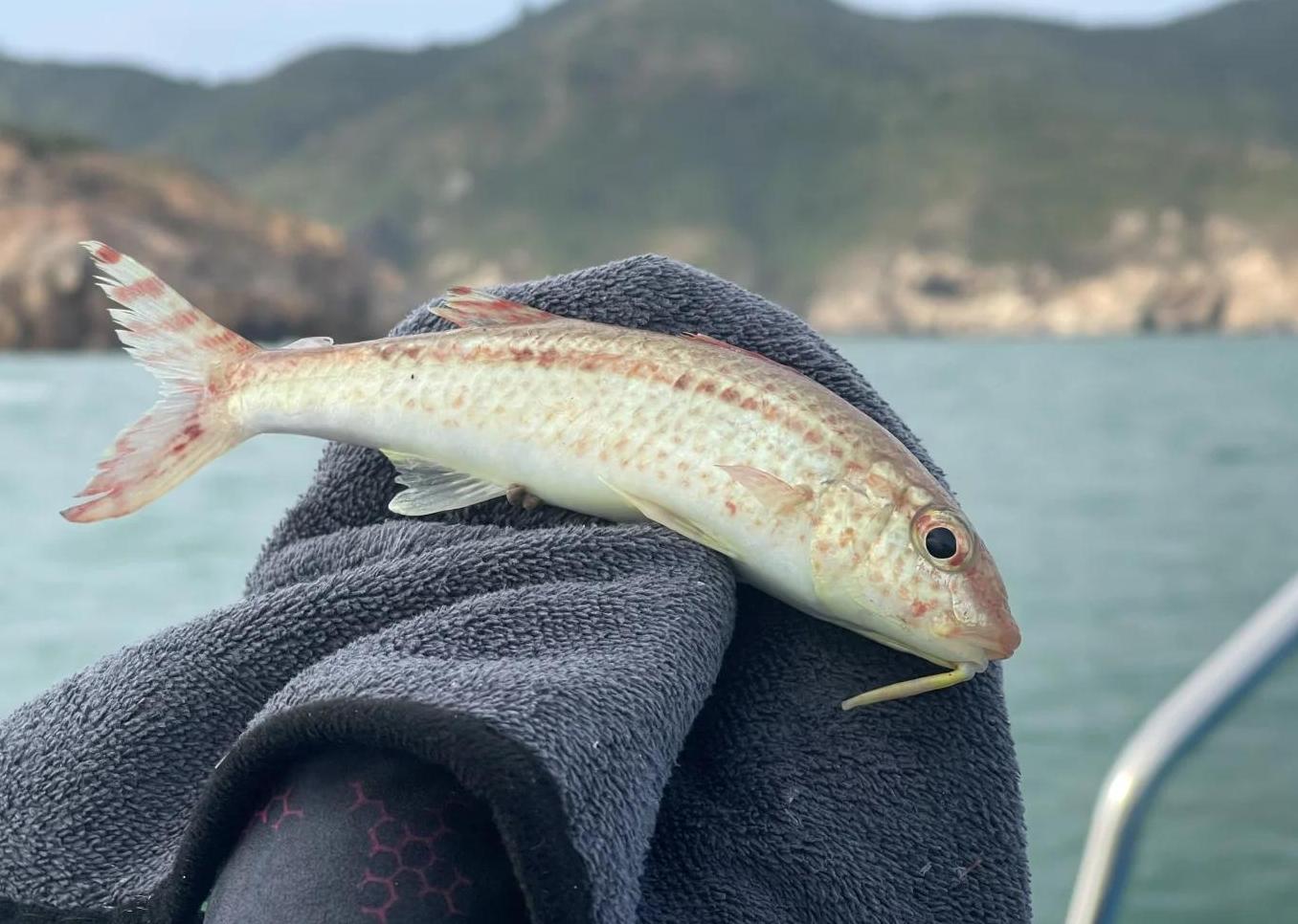 漳州附近那里可以海钓(漳州附近哪里的海边可以钓鱼) 漳州附近那里可以海钓(漳州附近哪里的海边可以钓鱼)