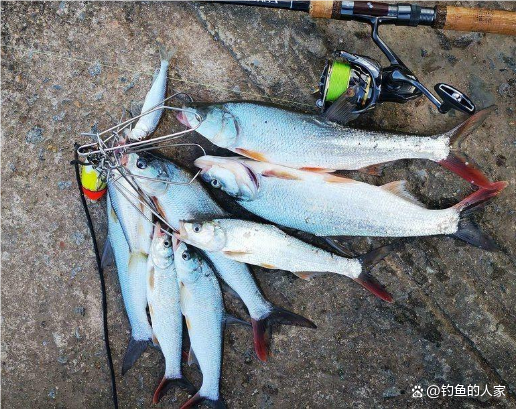 路亚水颜色(路亚水浑浊用什么饵)