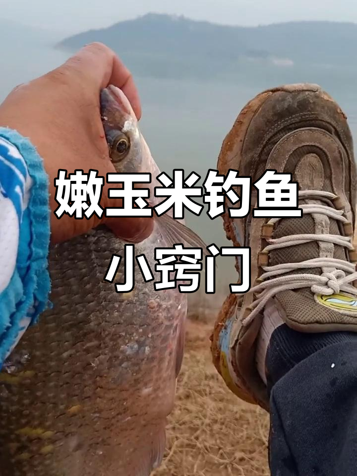 夏季钓设扁鱼技巧(钓扁鱼用什么打窝最好) 夏季钓设扁鱼技巧(钓扁鱼用什么打窝最好)