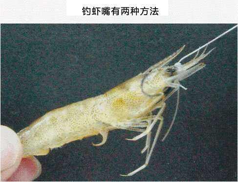 海钓鲈鱼怎么钩虾(海钓鲈鱼漂虾钓法线组) 海钓鲈鱼怎么钩虾(海钓鲈鱼漂虾钓法线组)