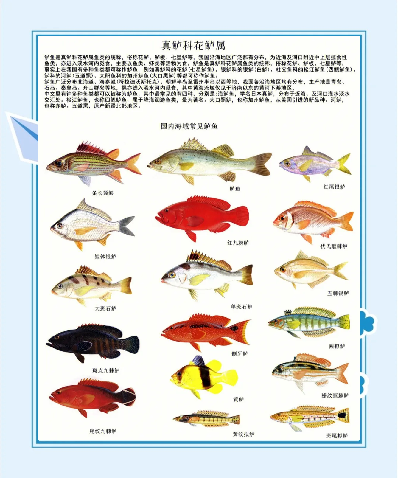 海钓鲈鱼怎么钩虾(海钓鲈鱼漂虾钓法线组) 海钓鲈鱼怎么钩虾(海钓鲈鱼漂虾钓法线组)