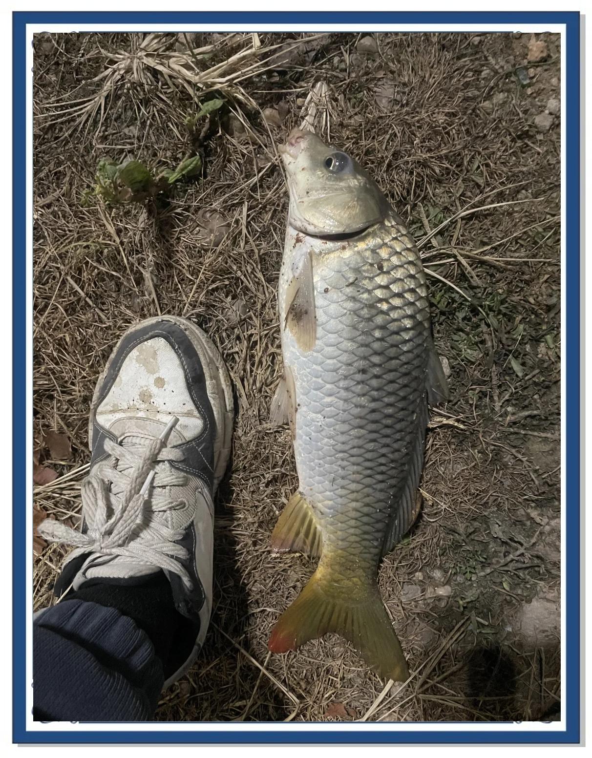 夏季钓鲂鱼的技巧(钓鲂鱼的最佳季节和时间) 夏季钓鲂鱼的技巧(钓鲂鱼的最佳季节和时间)