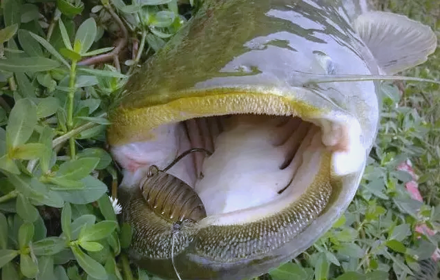 路亚和路亚的对象鱼(路亚钓鱼好还是鱼饵钓鱼好)