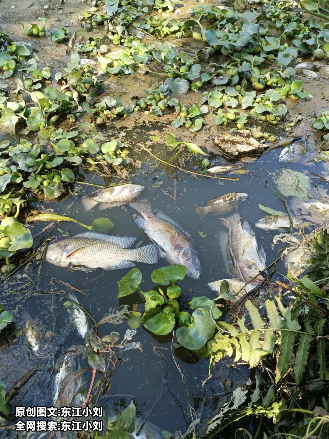 饵料扔水里就掉了(饵料扔水里就掉了怎么回事) 饵料扔水里就掉了(饵料扔水里就掉了怎么回事)