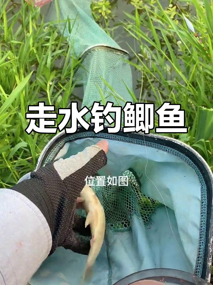 走水河道钓鱼技巧(走水的河道怎么调漂怎么钓鱼视频)